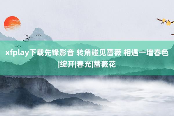 xfplay下载先锋影音 转角碰见蔷薇 相遇一墙春色|绽开|春光|蔷薇花